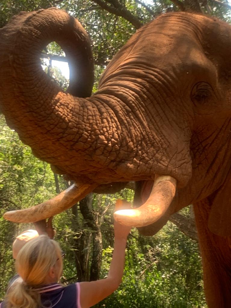 looking into an elephants mouth