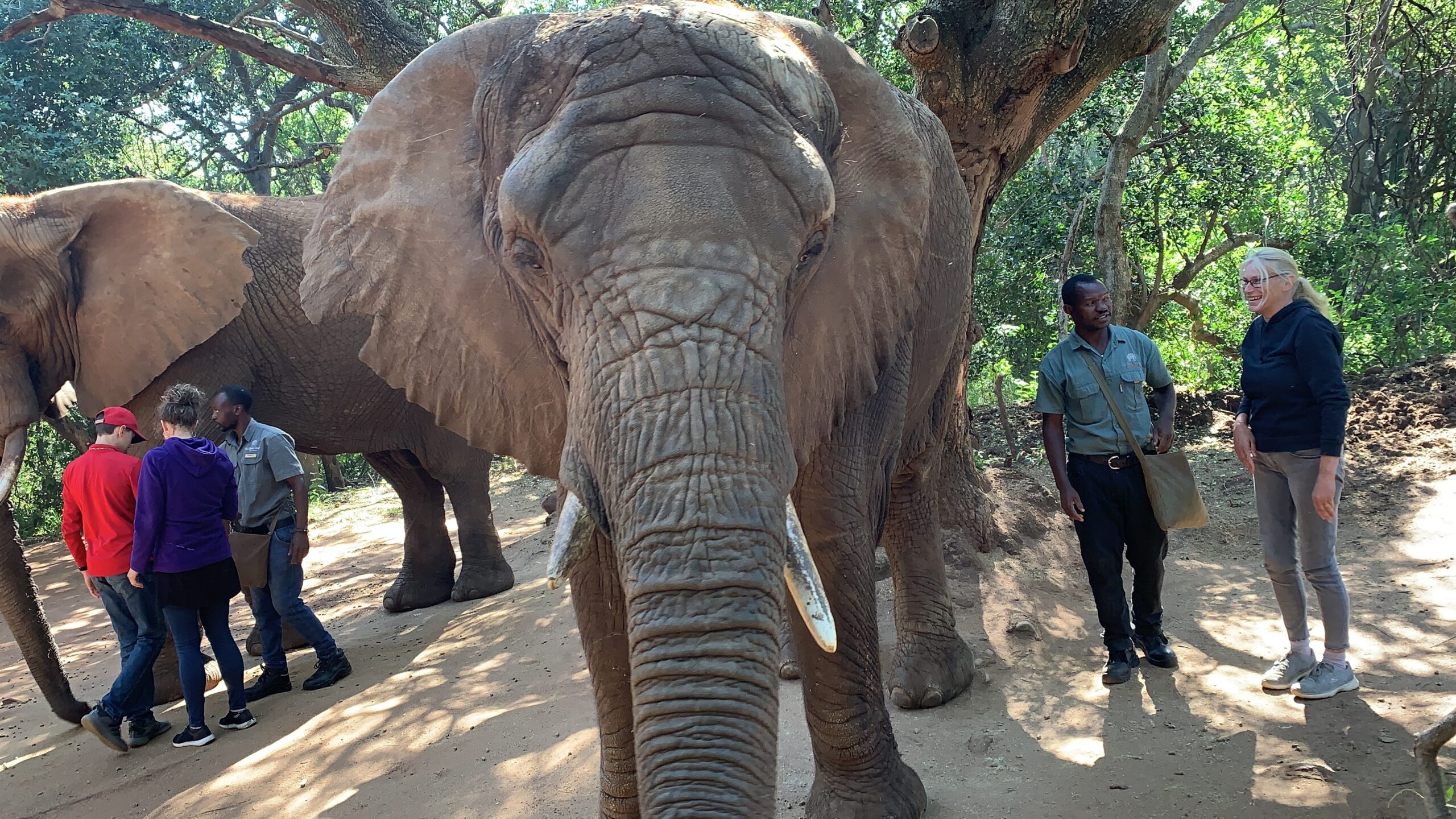 walking with an African Elephant. Authentic African Experiences