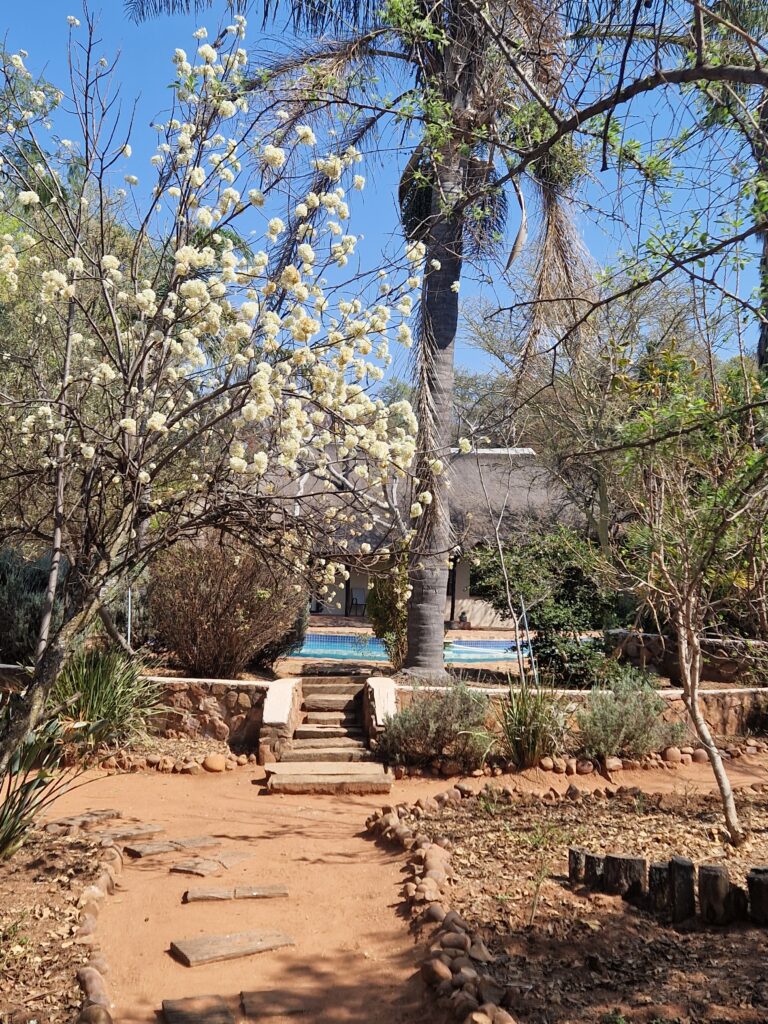 The swimming pool from the gardens with the tree blossom