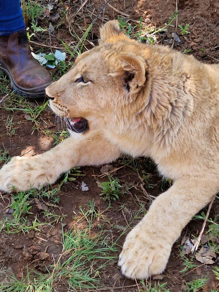 a young lion