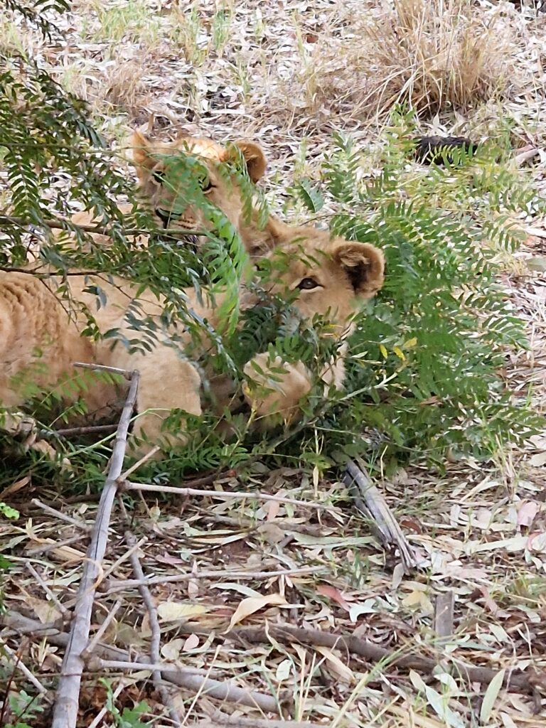 young lions playing