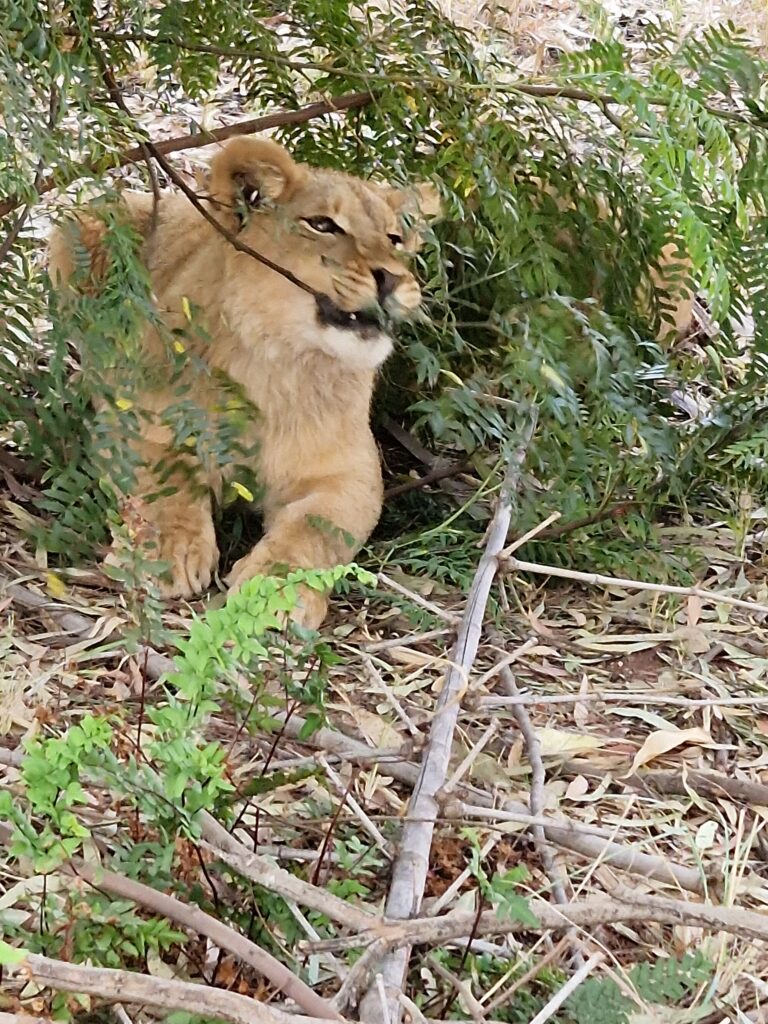 a young lion playing