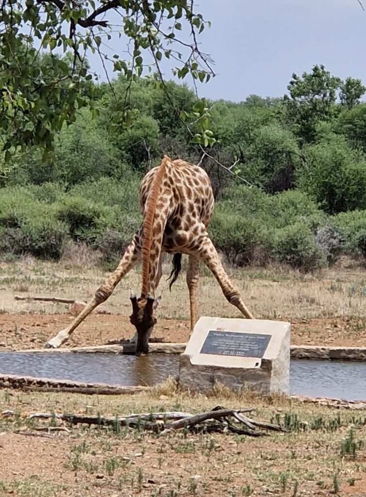 A giraffe drinking