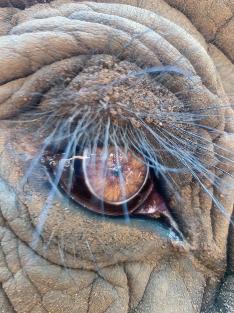 Elephants Eye