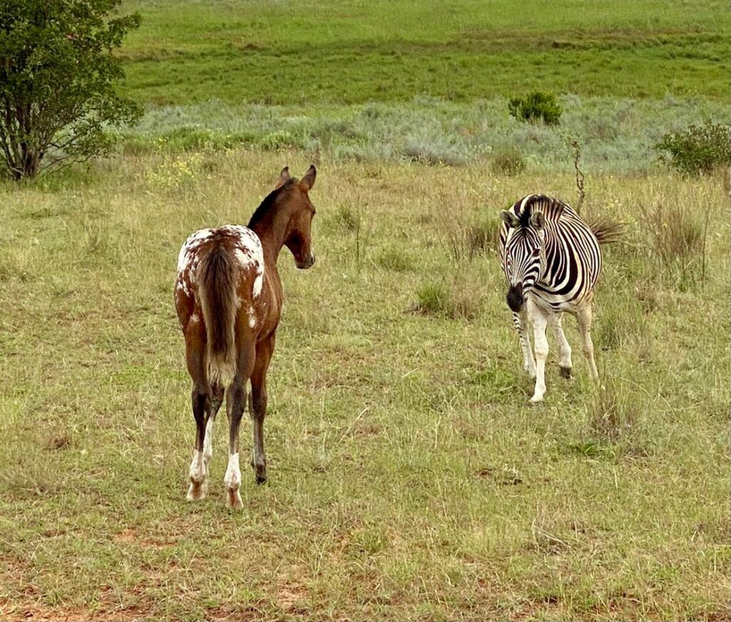 a young horse and a young zebra