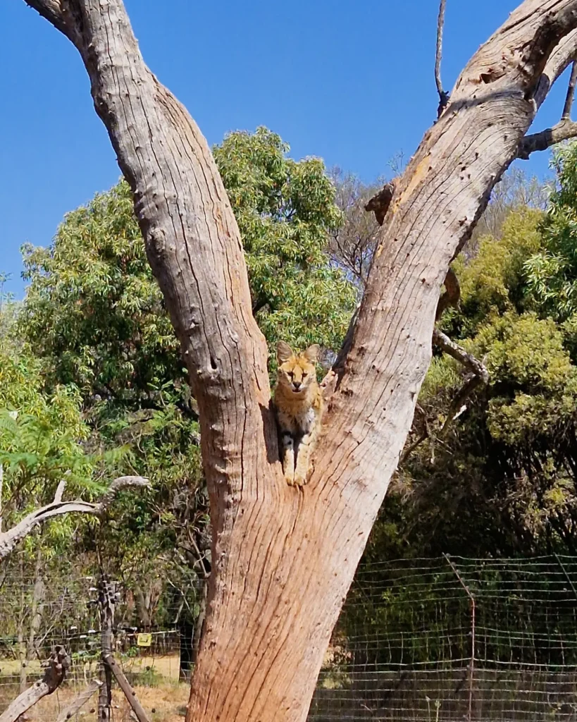 a Serval cat in a tree