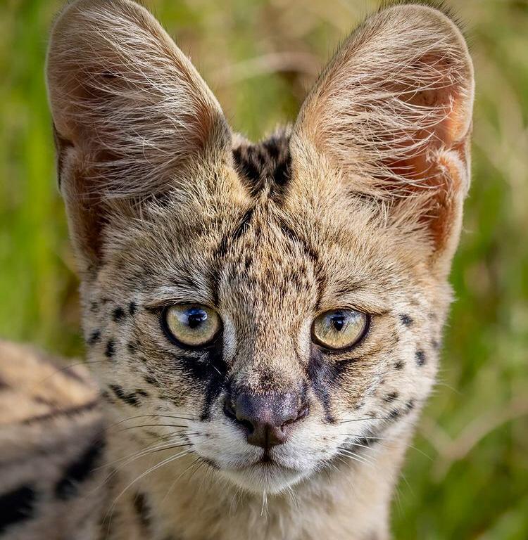 A Serval