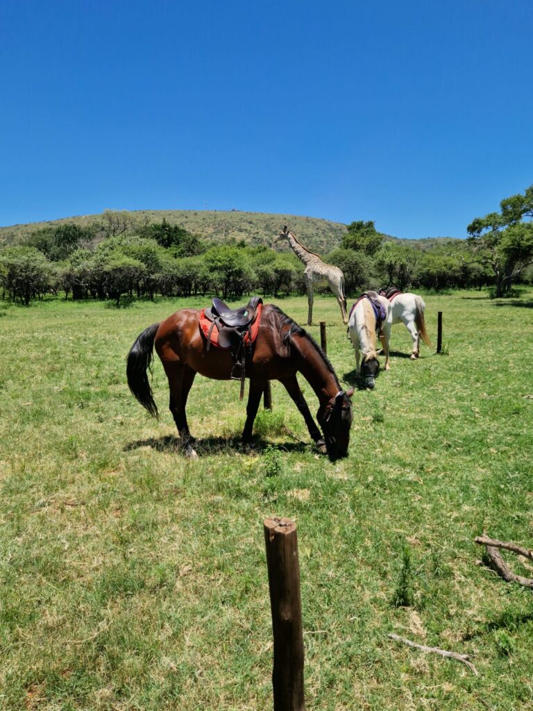 horses in front of a giraffe