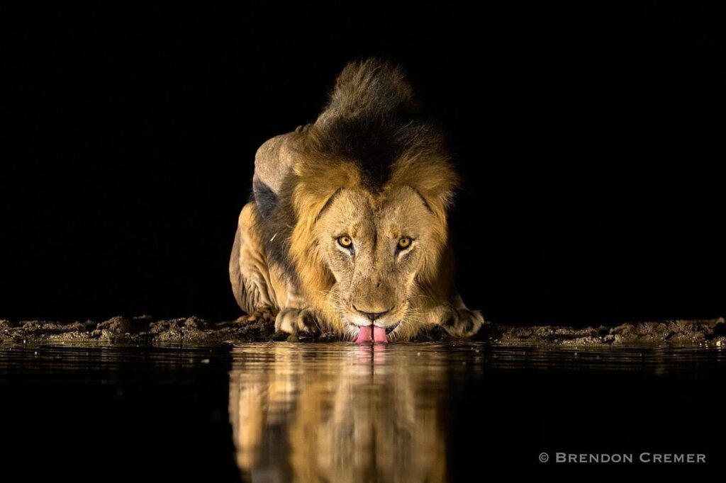 A male lion drinking at night